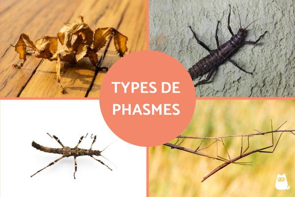 Phasmes - types, caractéristiques, reproduction, habitat et photo