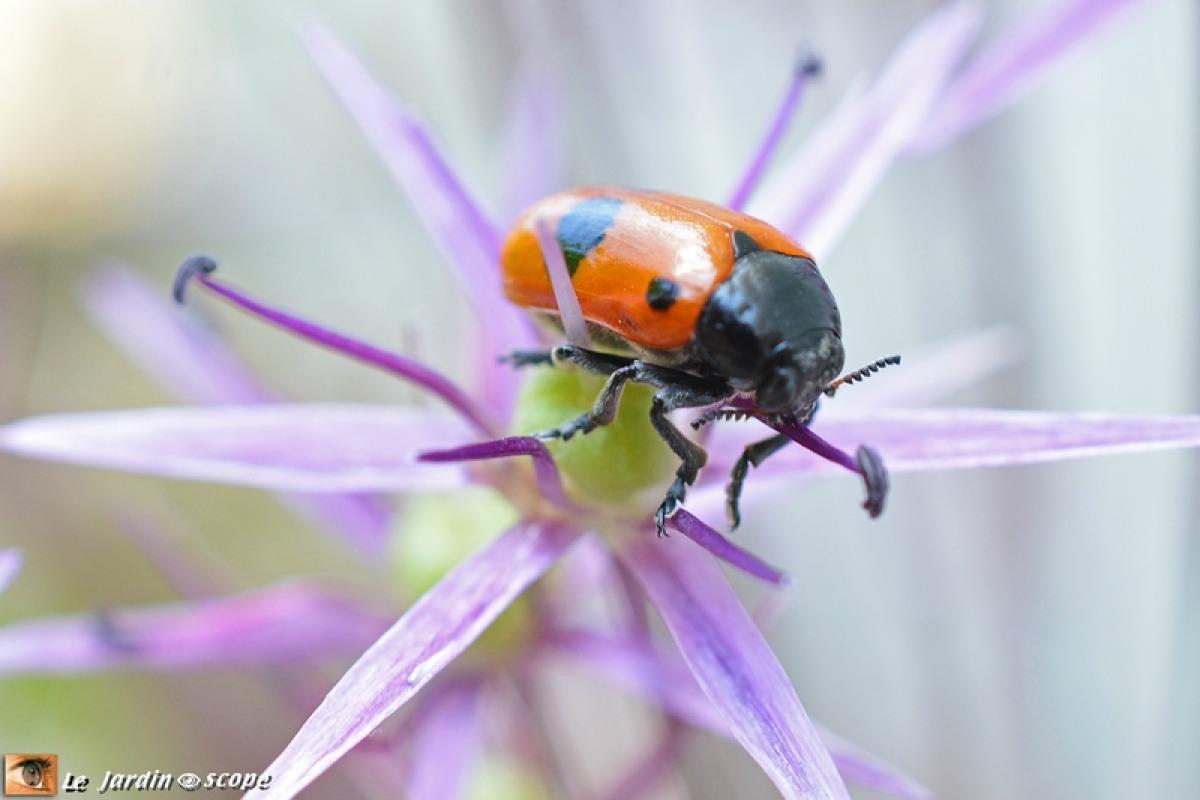TYPES DE COCCINELLES Liste et photos — free download