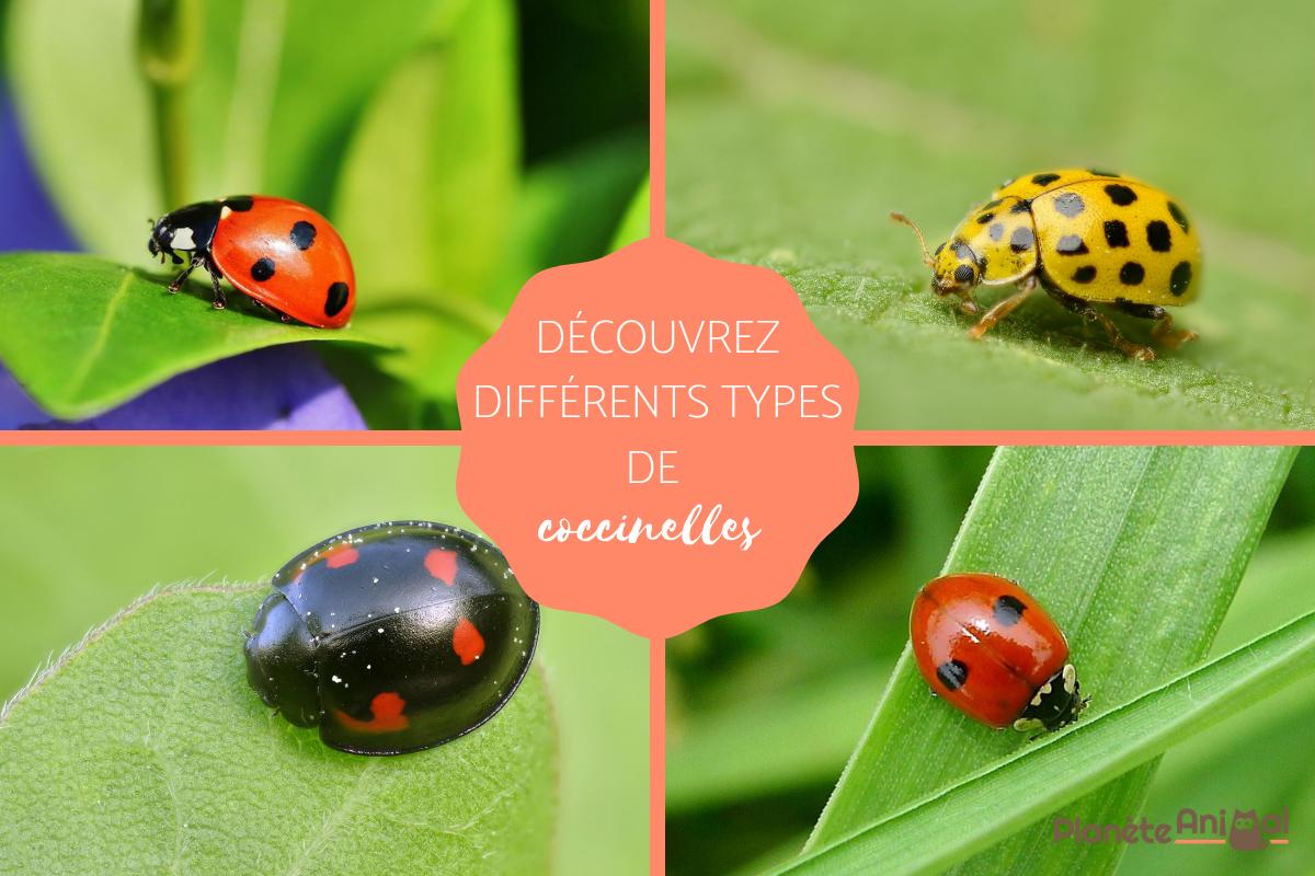 Types de coccinelles