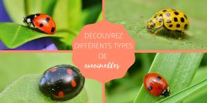 Types de coccinelles