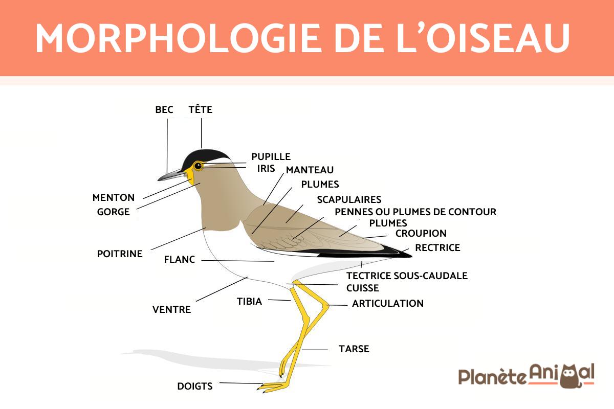 Morphologie de l'oiseau