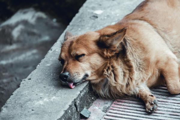 Pourquoi mon chien est mort les yeux ouverts - Pourquoi mon chien est mort les yeux ouverts ?