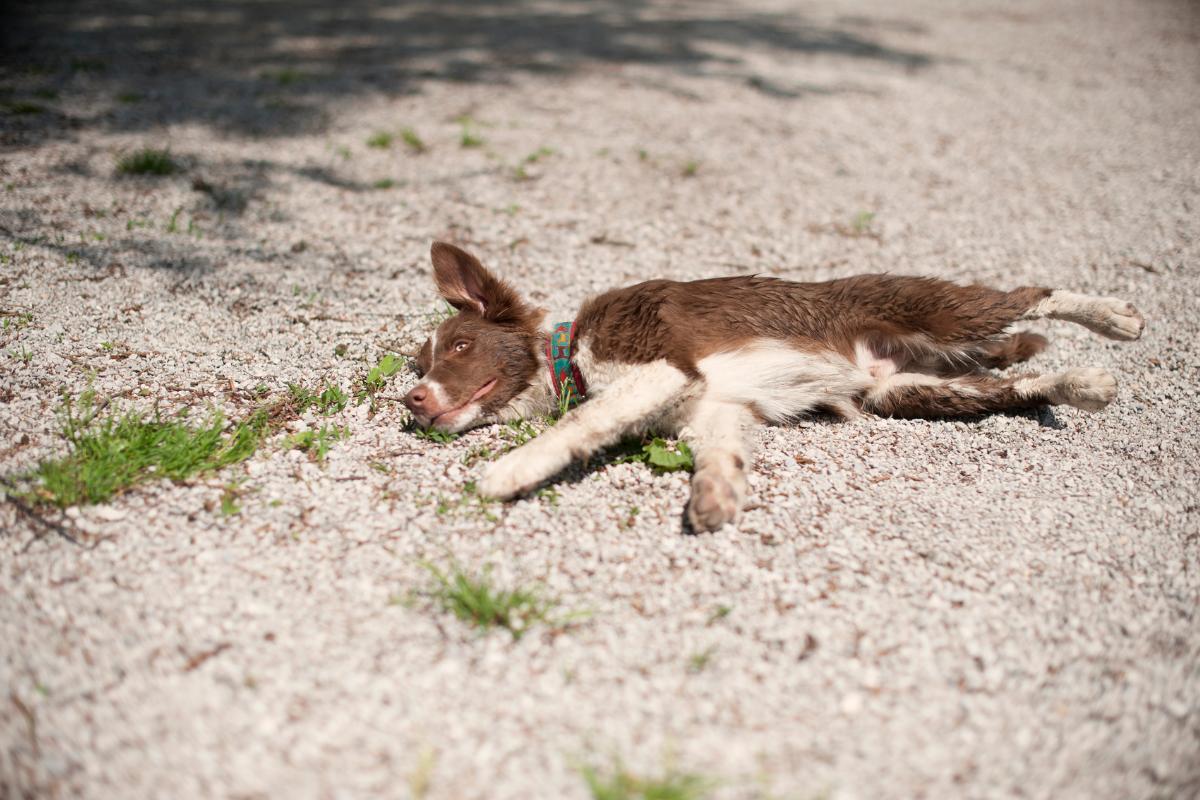 Pourquoi mon chien est mort les yeux ouverts