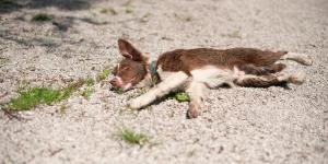Pourquoi mon chien est mort les yeux ouverts