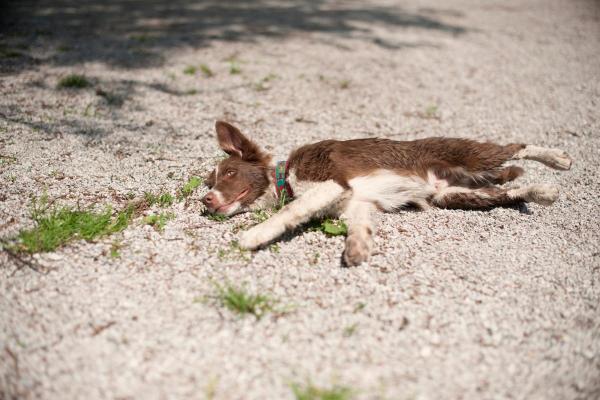 Pourquoi mon chien est mort les yeux ouverts
