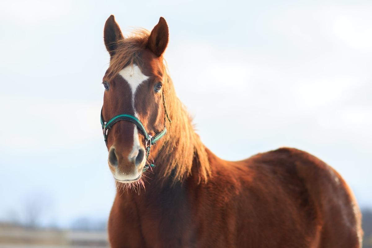 12 Maladies du cheval - Symptômes et traitement