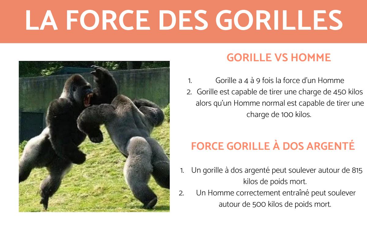 La force des gorilles