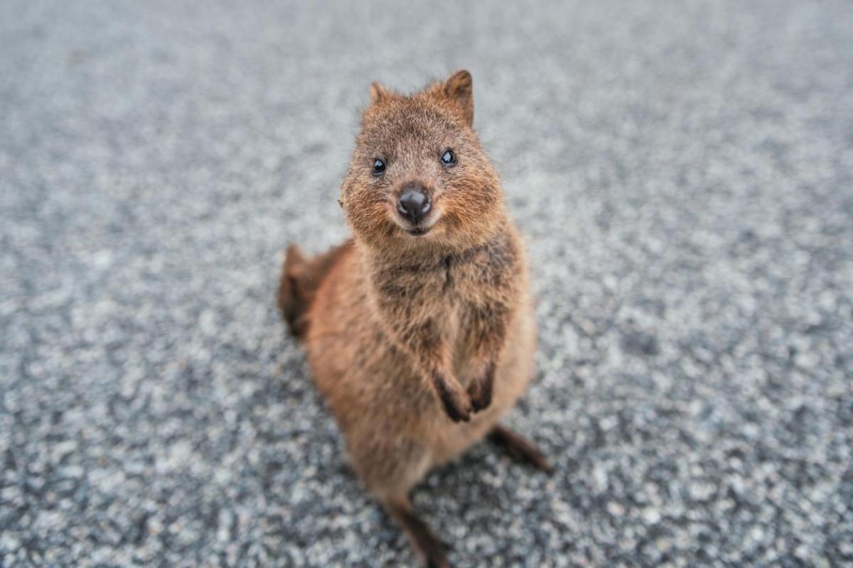 Quokka - Caractéristiques, habitat et état de conservation