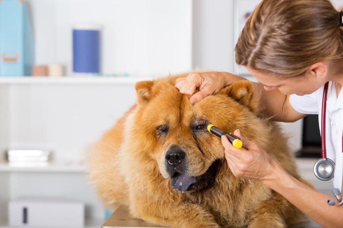 Orgelet du chien - Causes et traitement