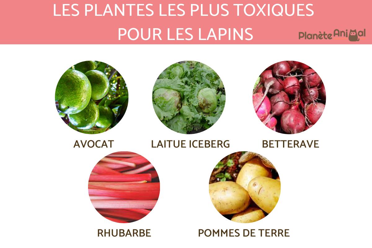 Plantes toxiques pour lapin