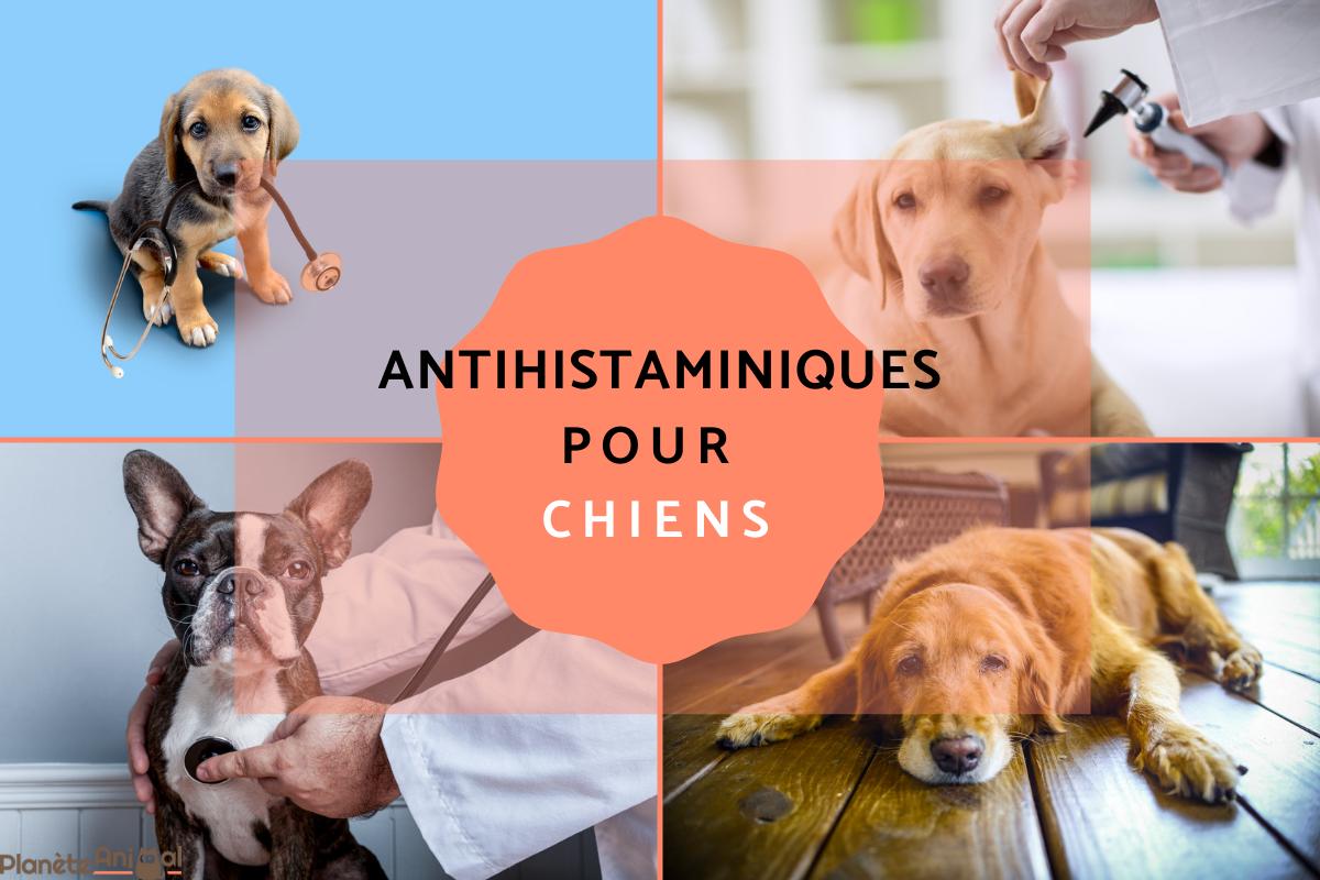 Antihistaminiques pour chien