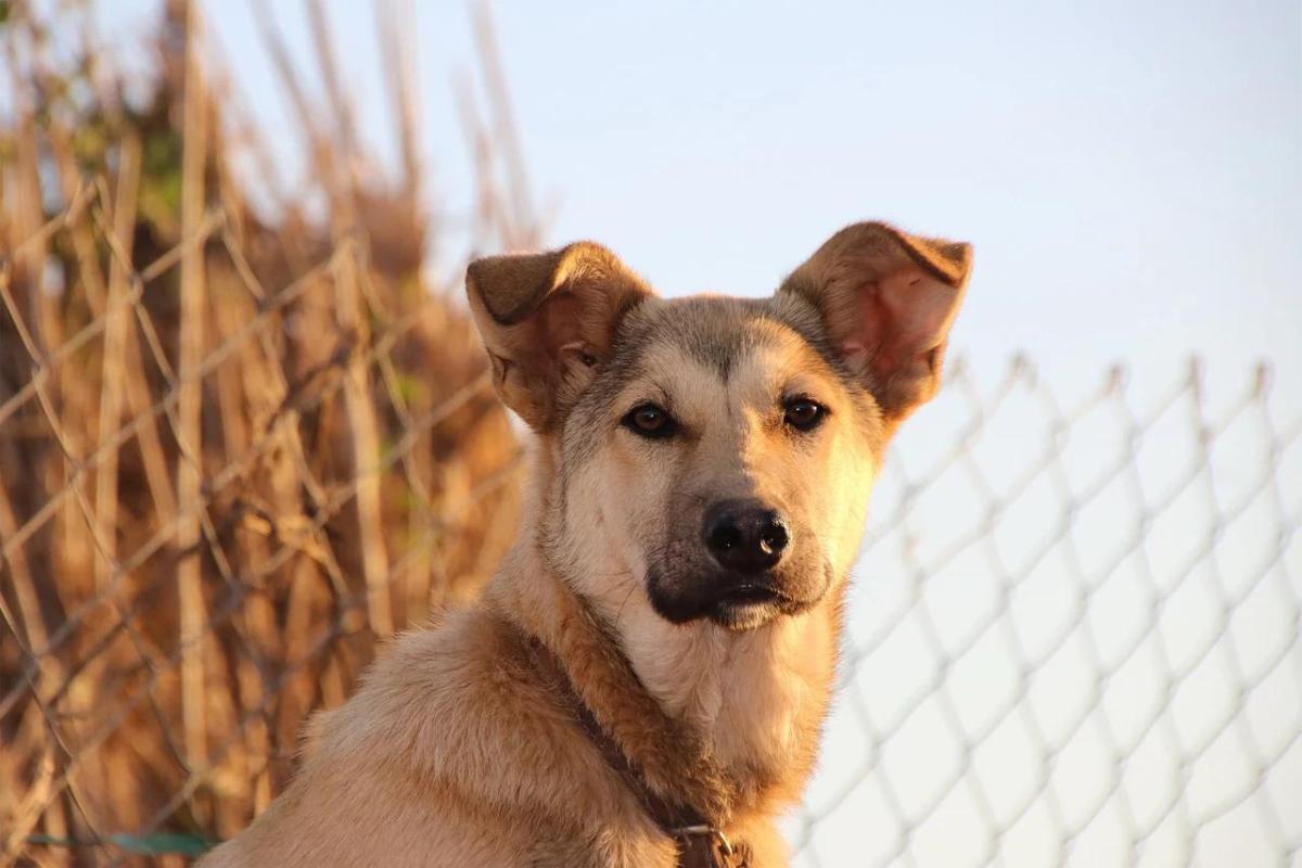 Combien de temps vit un chien ?