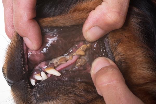 Mon chien a mal aux dents - Traitement et causes - Causes de l'abcès dentaire chez le chien