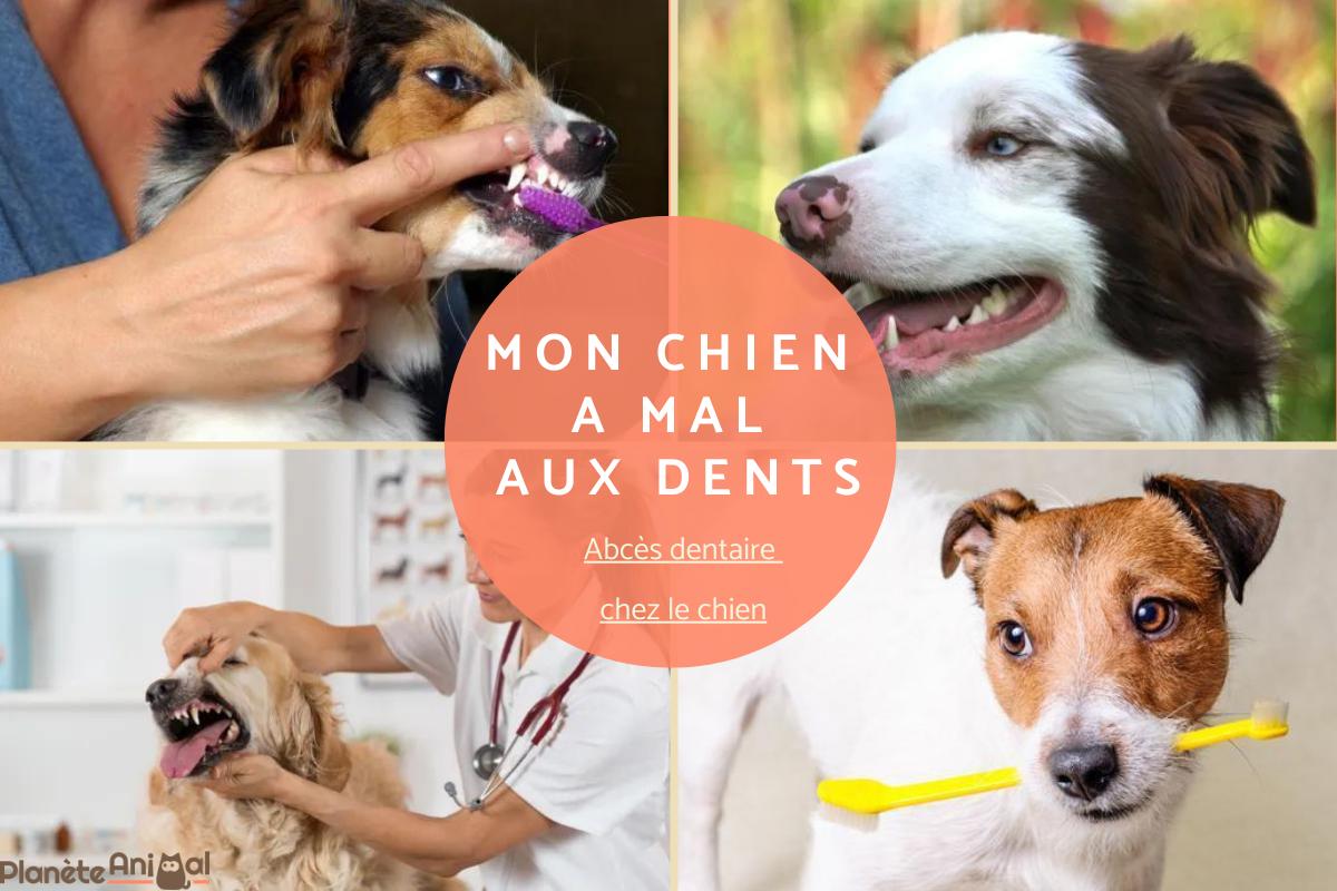 Mon chien a mal aux dents - Traitement et causes