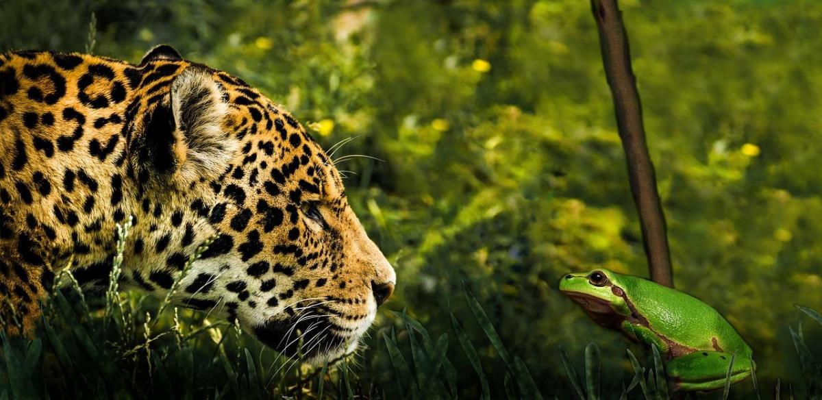 Quels sont les animaux les plus dangereux d'Amazonie ?