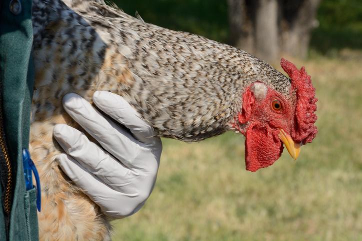 Pourquoi mes poules ne pondent plus ? - 11 raisons