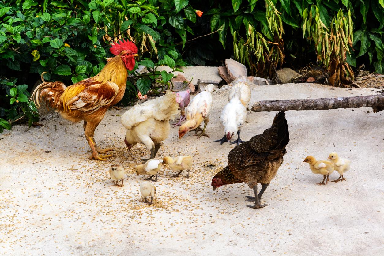 Pourquoi mes poules ne pondent plus ? 11 raisons