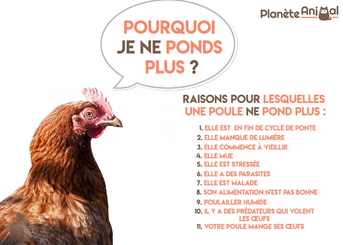 Pourquoi mes poules ne pondent plus ? 11 raisons