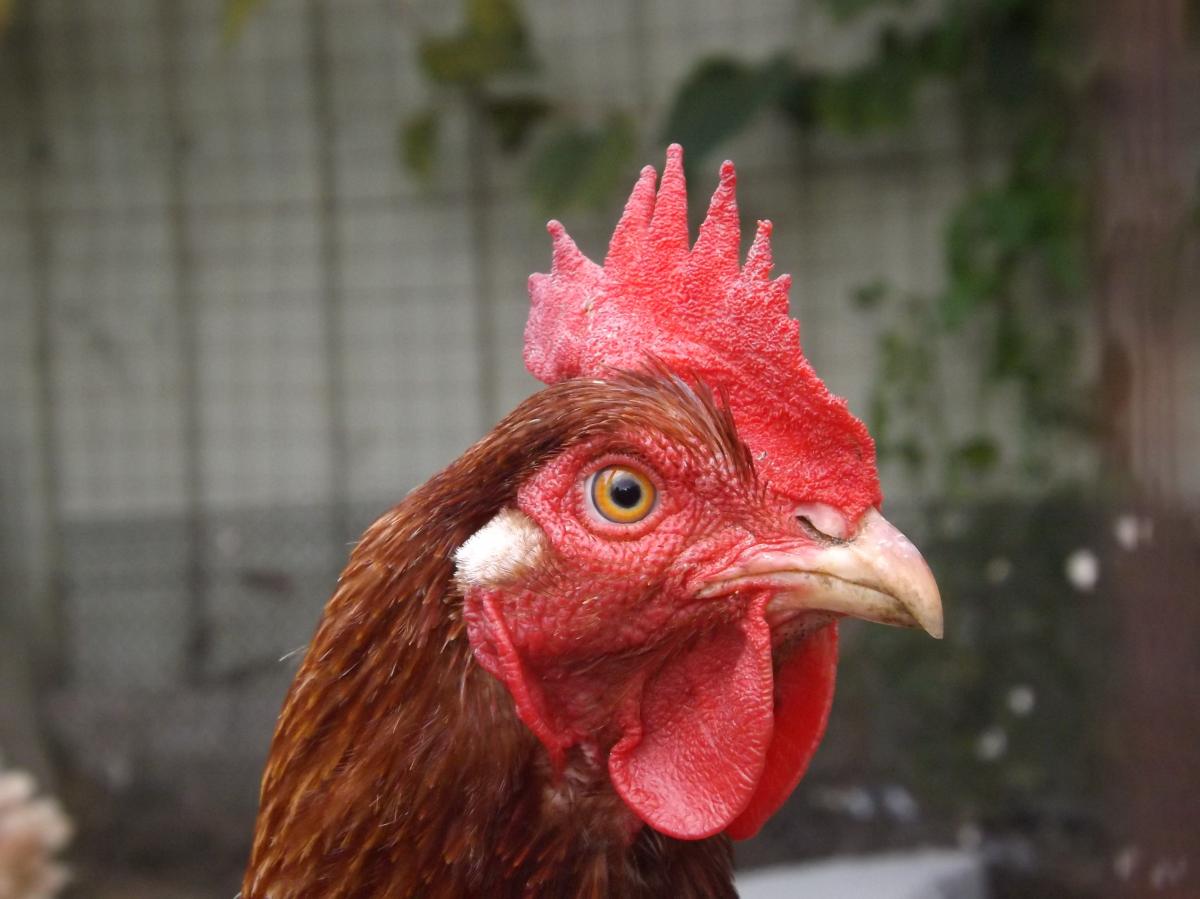 Pourquoi mes poules ne pondent plus ?