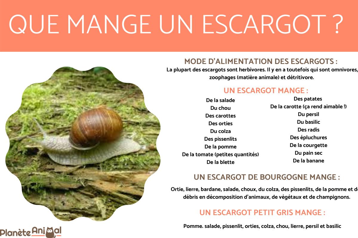 Que mange un escargot ? Tout sur l'ALIMENTATION de l'escargot — free download