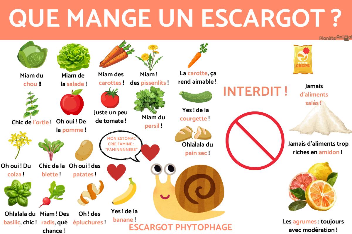 Que mange un escargot ? Tout sur l'ALIMENTATION de l'escargot — free download