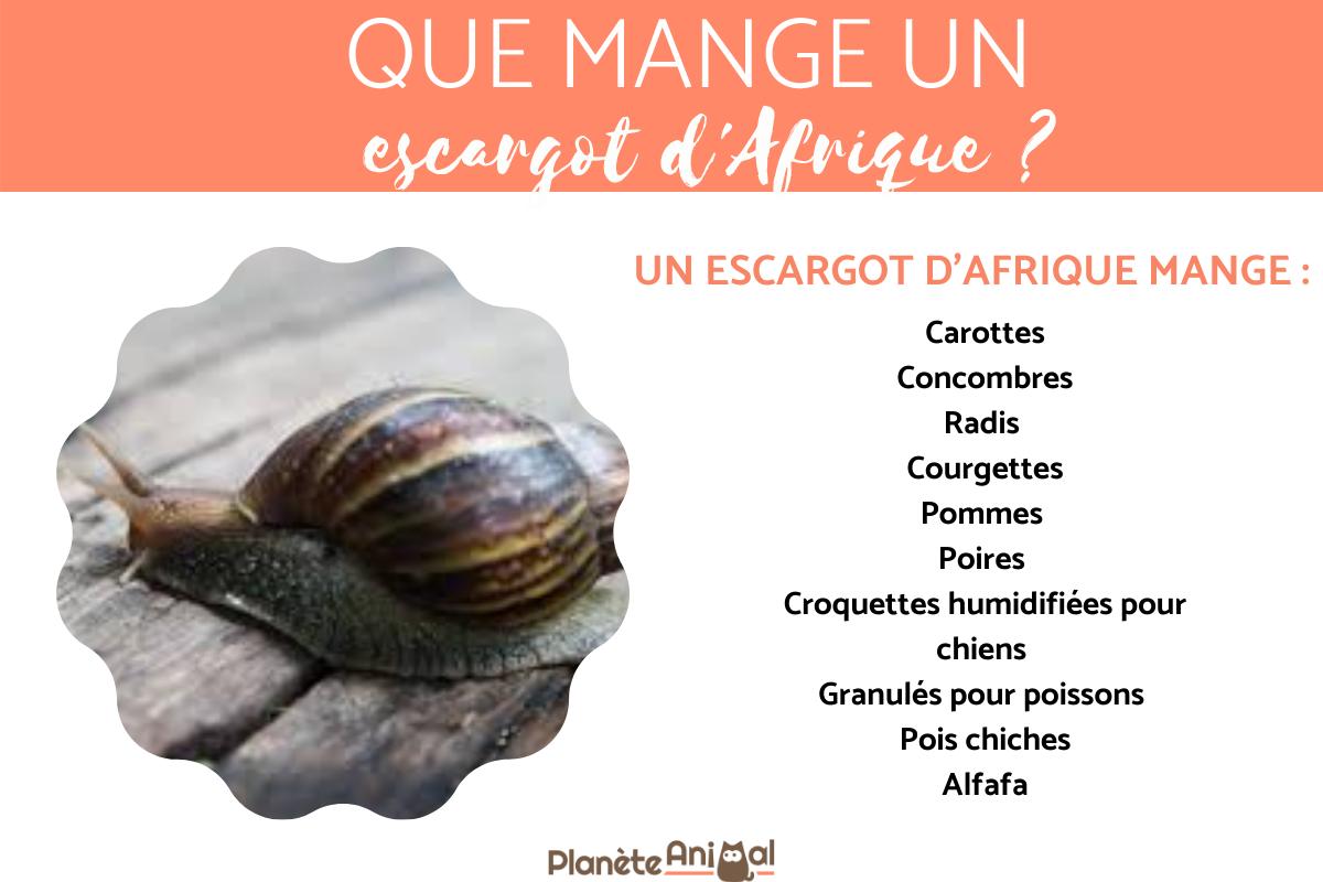 Que mange un escargot ? Tout sur l'ALIMENTATION de l'escargot — free download