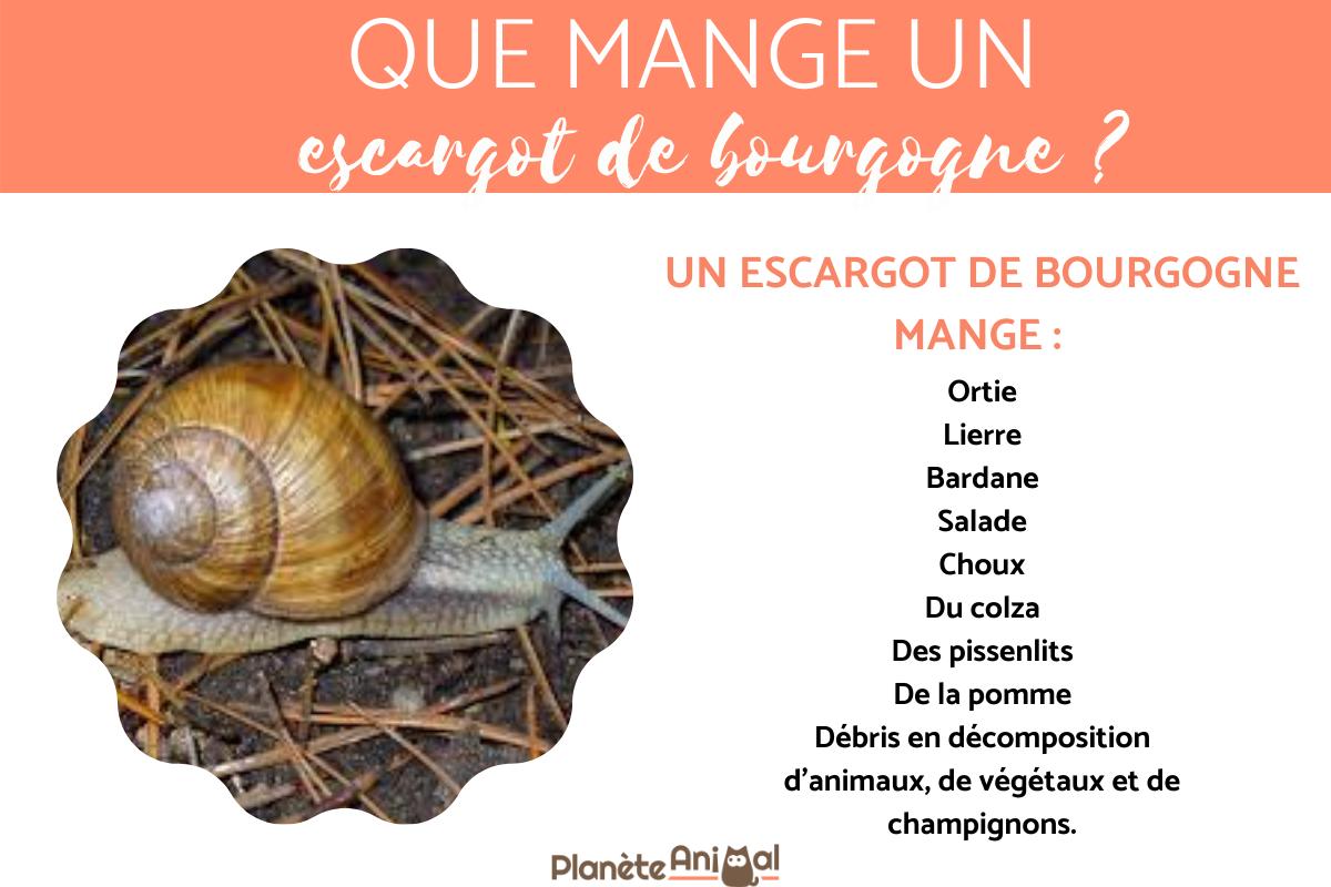 Que mange un escargot ? Tout sur l'ALIMENTATION de l'escargot — free download