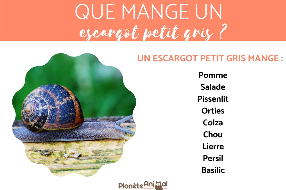 Que mange un escargot ? Tout sur l'ALIMENTATION de l'escargot — free download