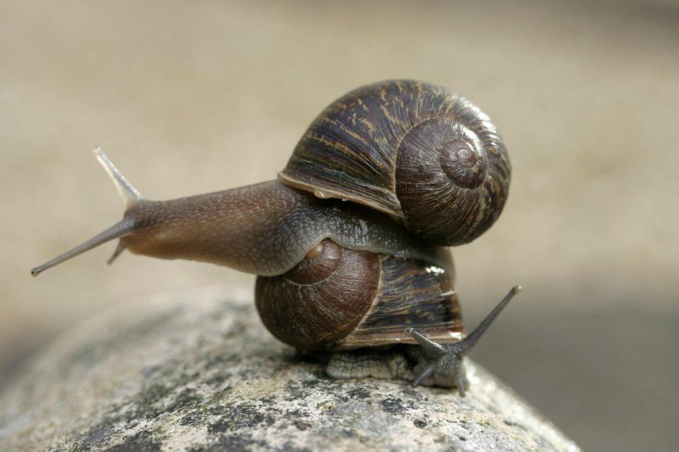 Que mange un escargot ? Tout sur l'ALIMENTATION de l'escargot — free download