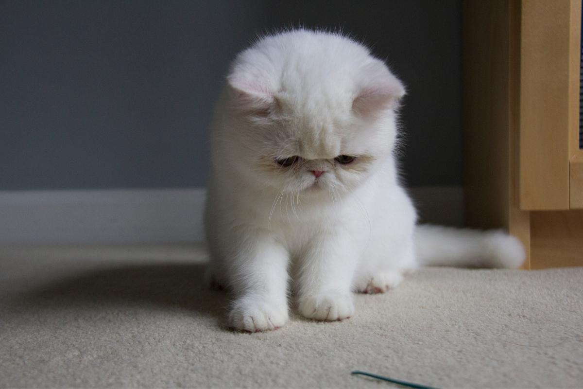 Un chat peutil mourir de chagrin