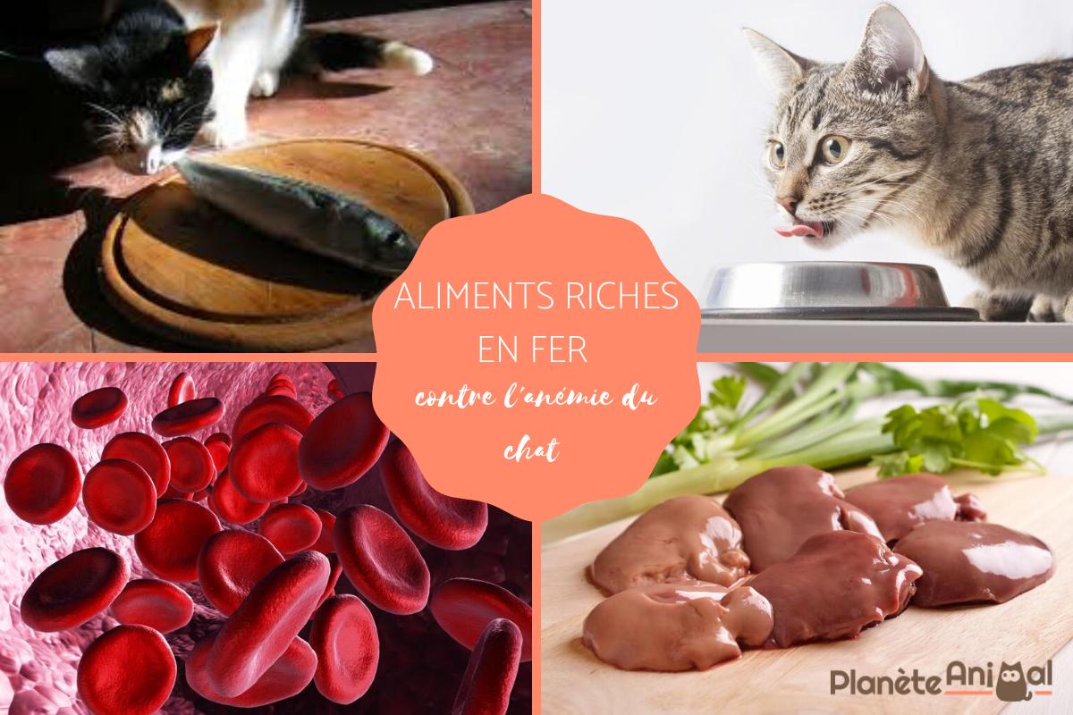 Aliments riches en fer en cas d'anémie chez le chat
