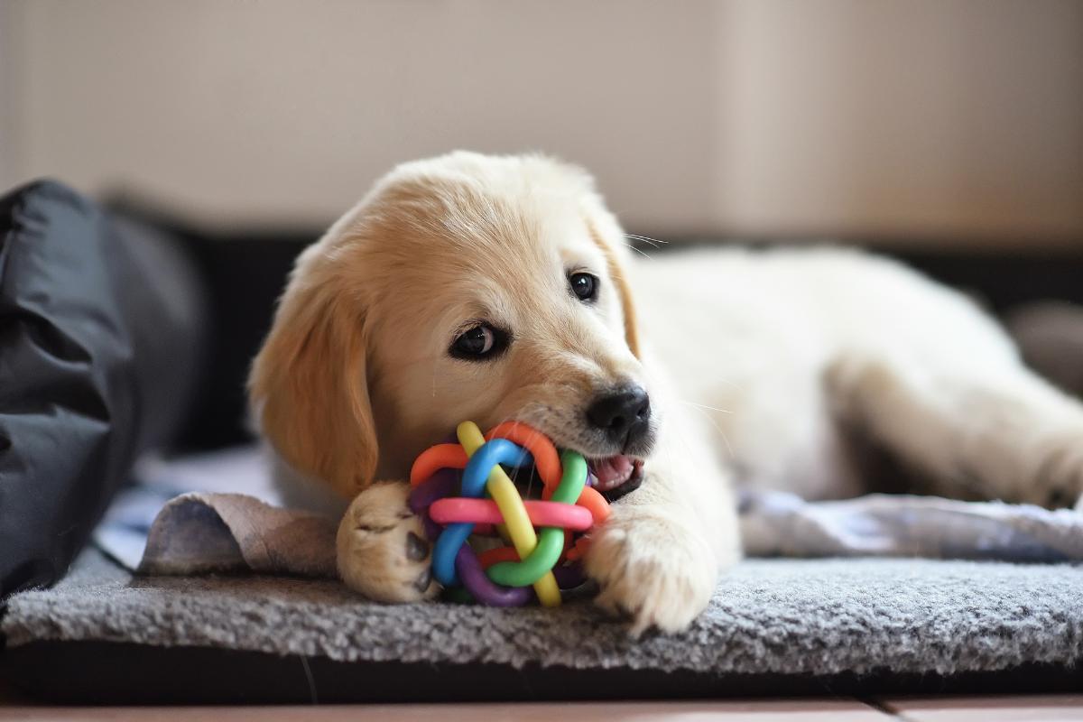 Mon chien aboie quand je pars CAUSES et QUE FAIRE