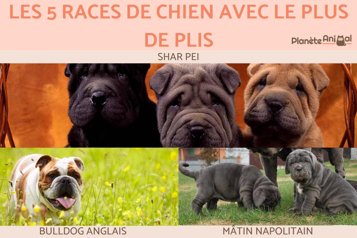 Les 5 races de chien avec le plus de plis