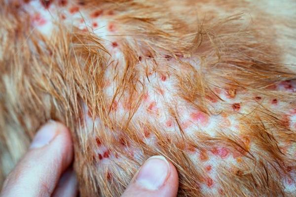 Urticaire chez le chien - Causes et remèdes maison - Perte de poils et urticaire chez le chien