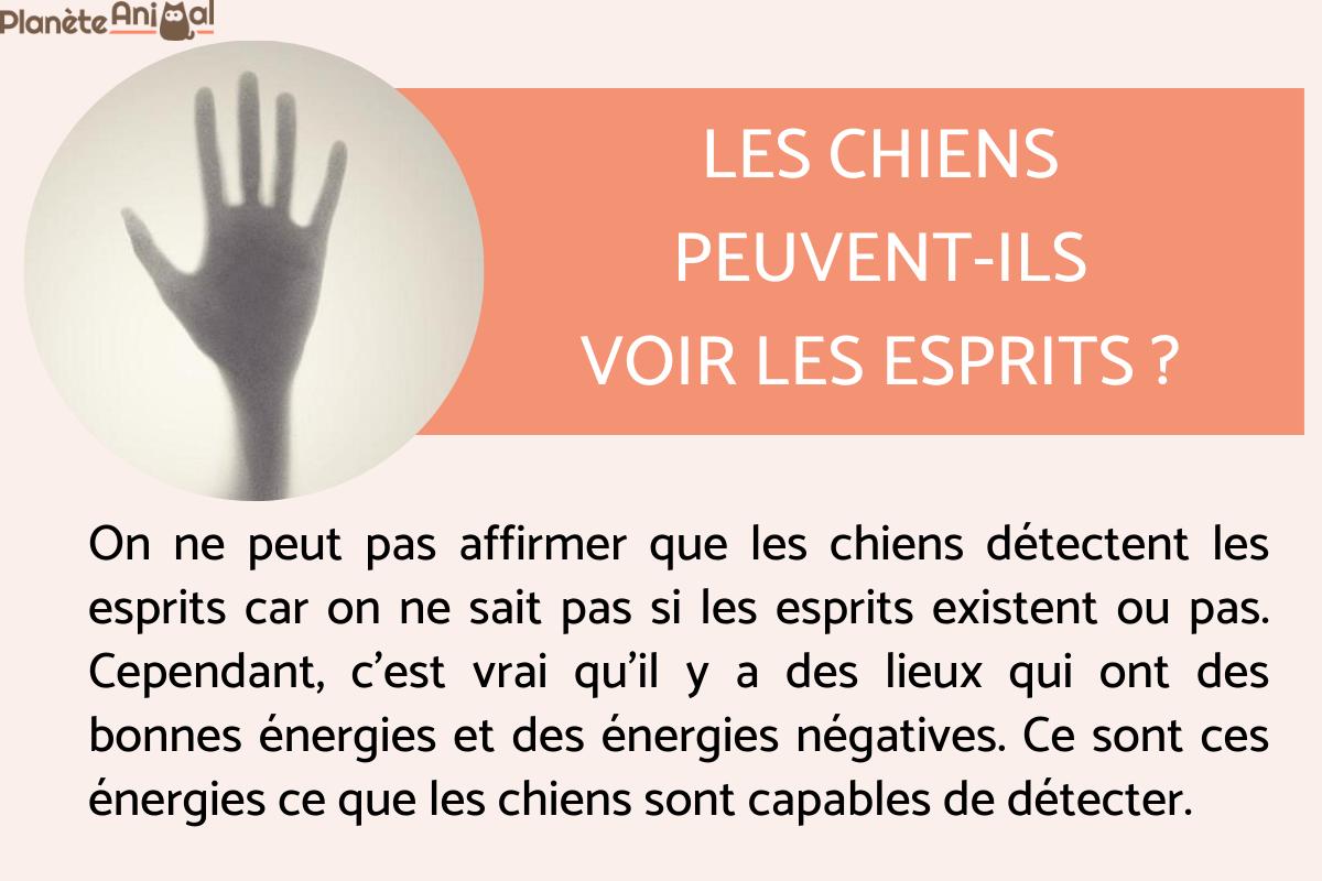 Les chiens peuvent-ils voir les esprits ? 👻