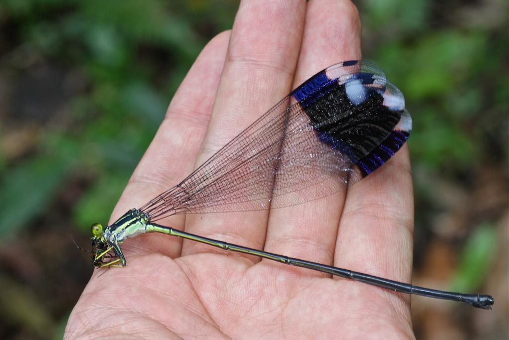 GROS INSECTE - Caractéristiques, espèces et photos