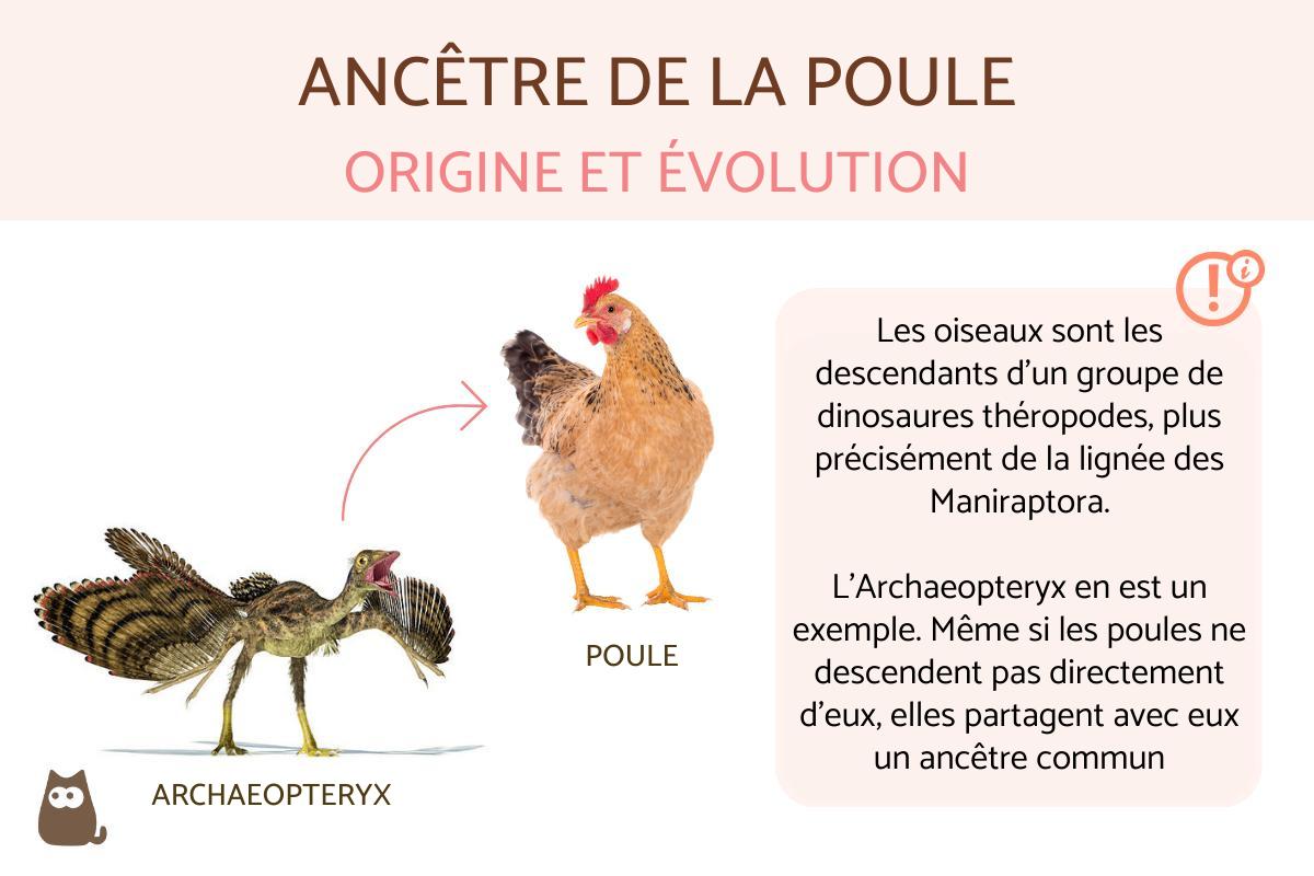 ORIGINE et ÉVOLUTION de la POULE De la préhistoire à nos jours