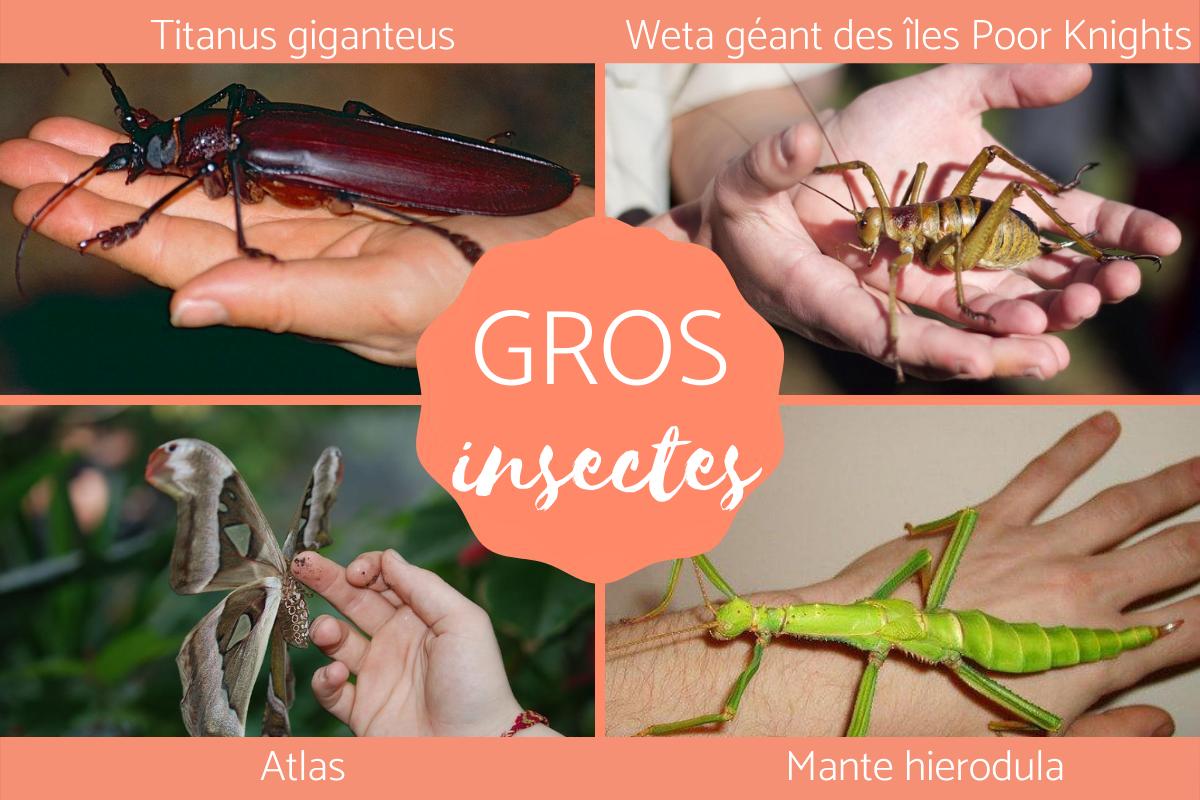 Gros insecte - Caractéristiques, espèces et photos