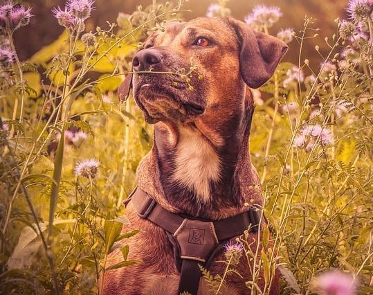 À quel âge un chien est adulte ?