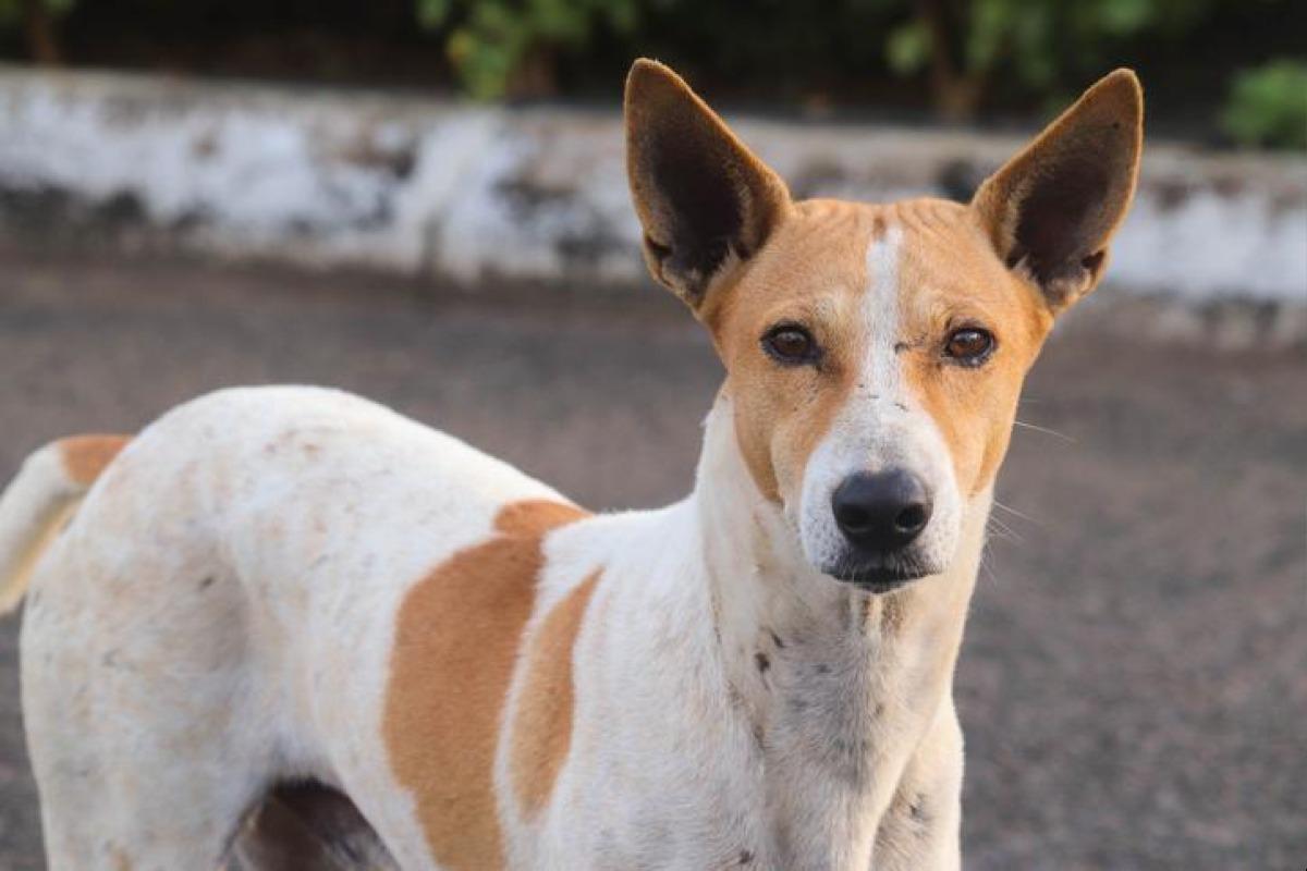 Que faire quand on trouve un chien errant ?