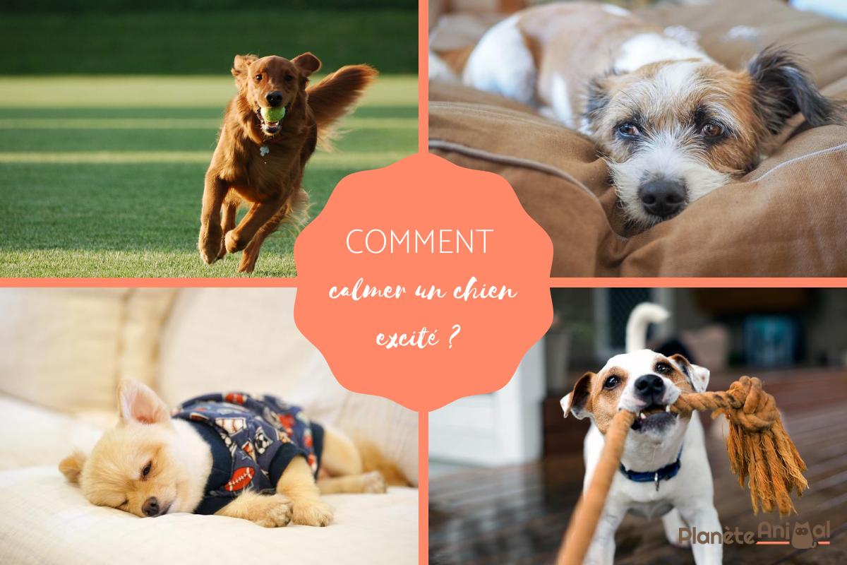 Comment calmer un chien excité ?