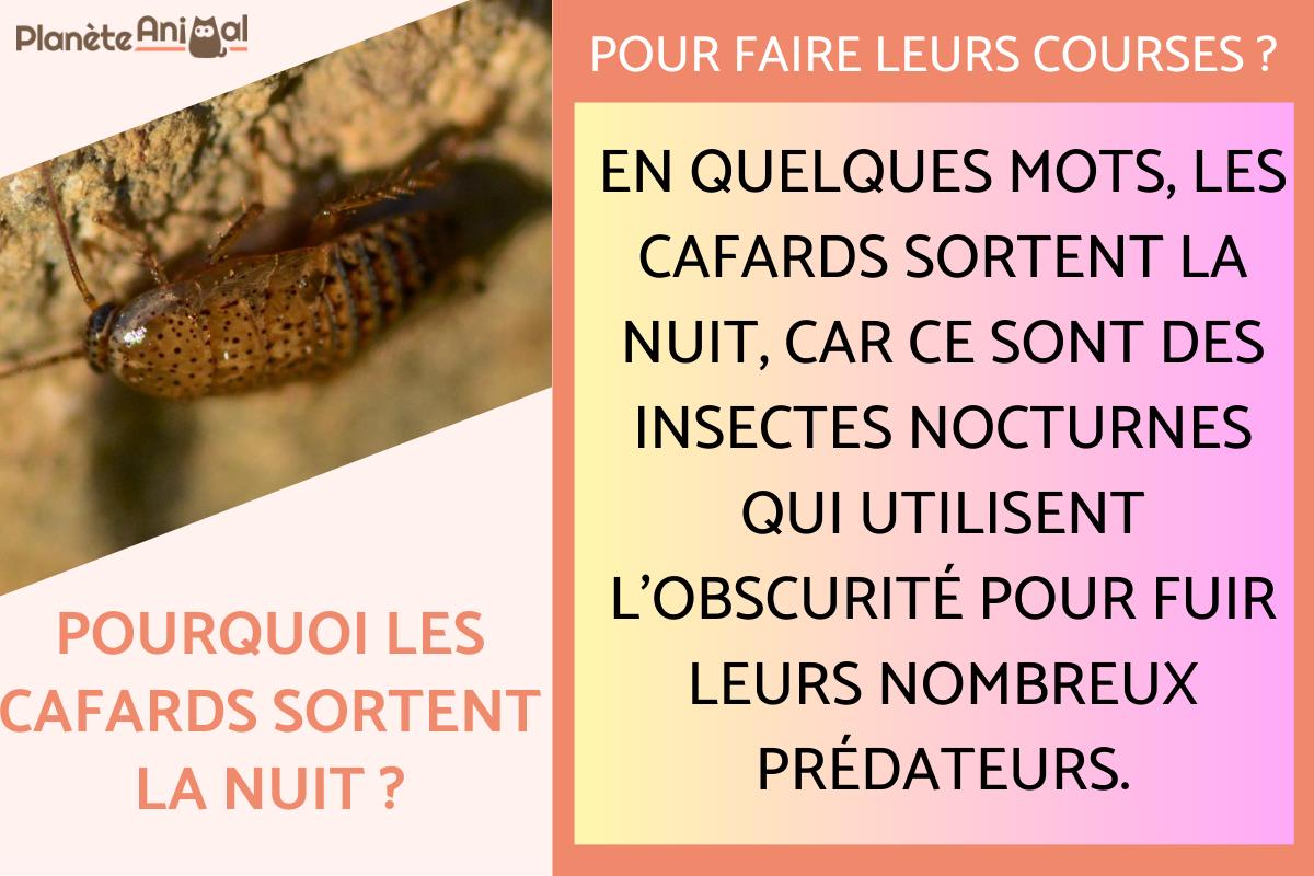 Pourquoi les cafards sortent la nuit ?