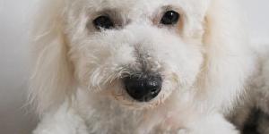 Souffle au cœur chez le chien - Symptôme et traitement