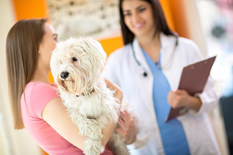 Souffle au cœur chez le chien Symptôme et traitement — free download
