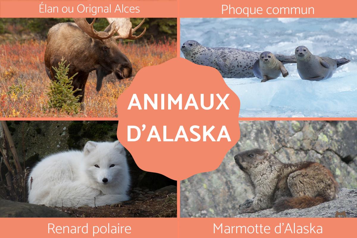 Animaux d'Alaska