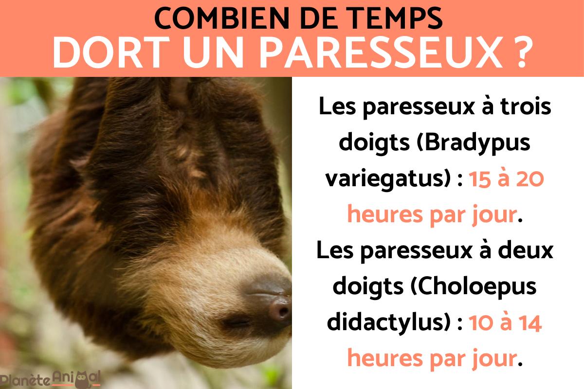 Combien de temps dort un paresseux