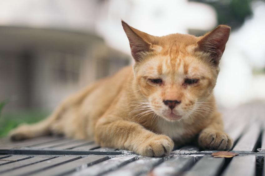 Mon chat bave quand je le câline Le comportement du chat