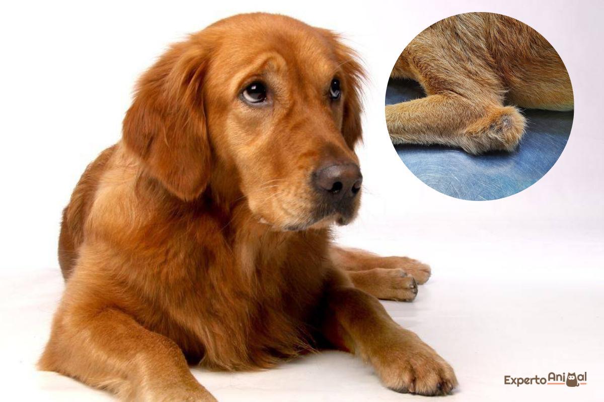 Hygroma chez le chien - Causes et comment le soigner