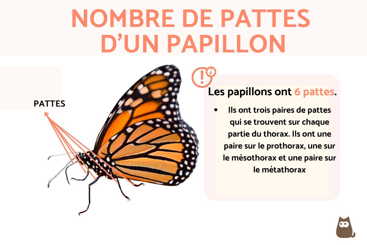 Nombre de pattes d'un papillon