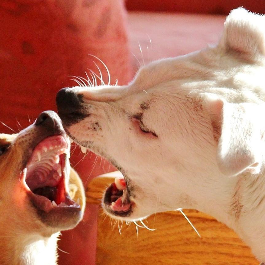 Pourquoi mon chien a changé de comportement